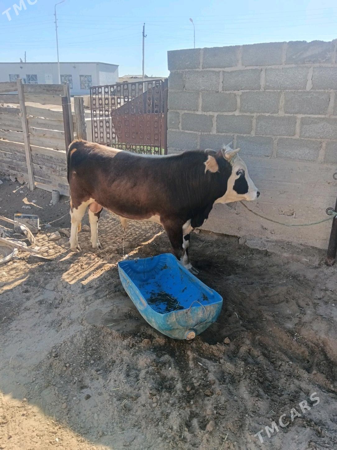 Okiz - Гумдаг - img 2