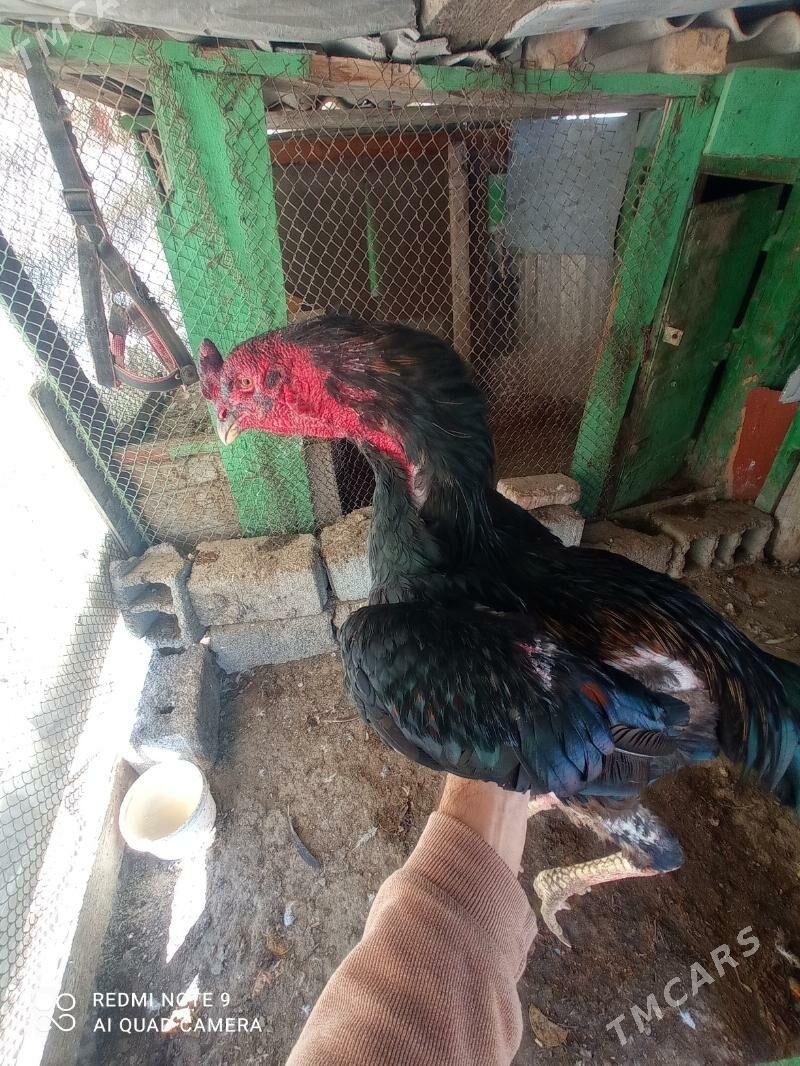 taskent Horaz - Туркменбаши - img 2