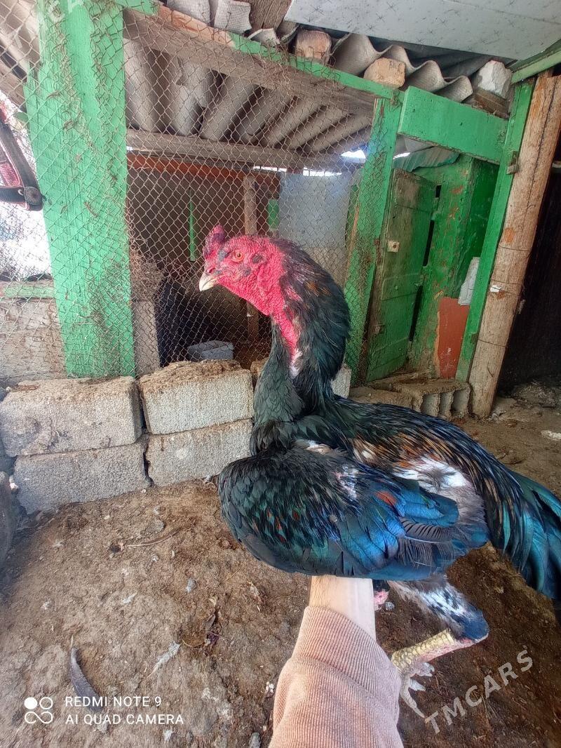 taskent Horaz - Туркменбаши - img 3