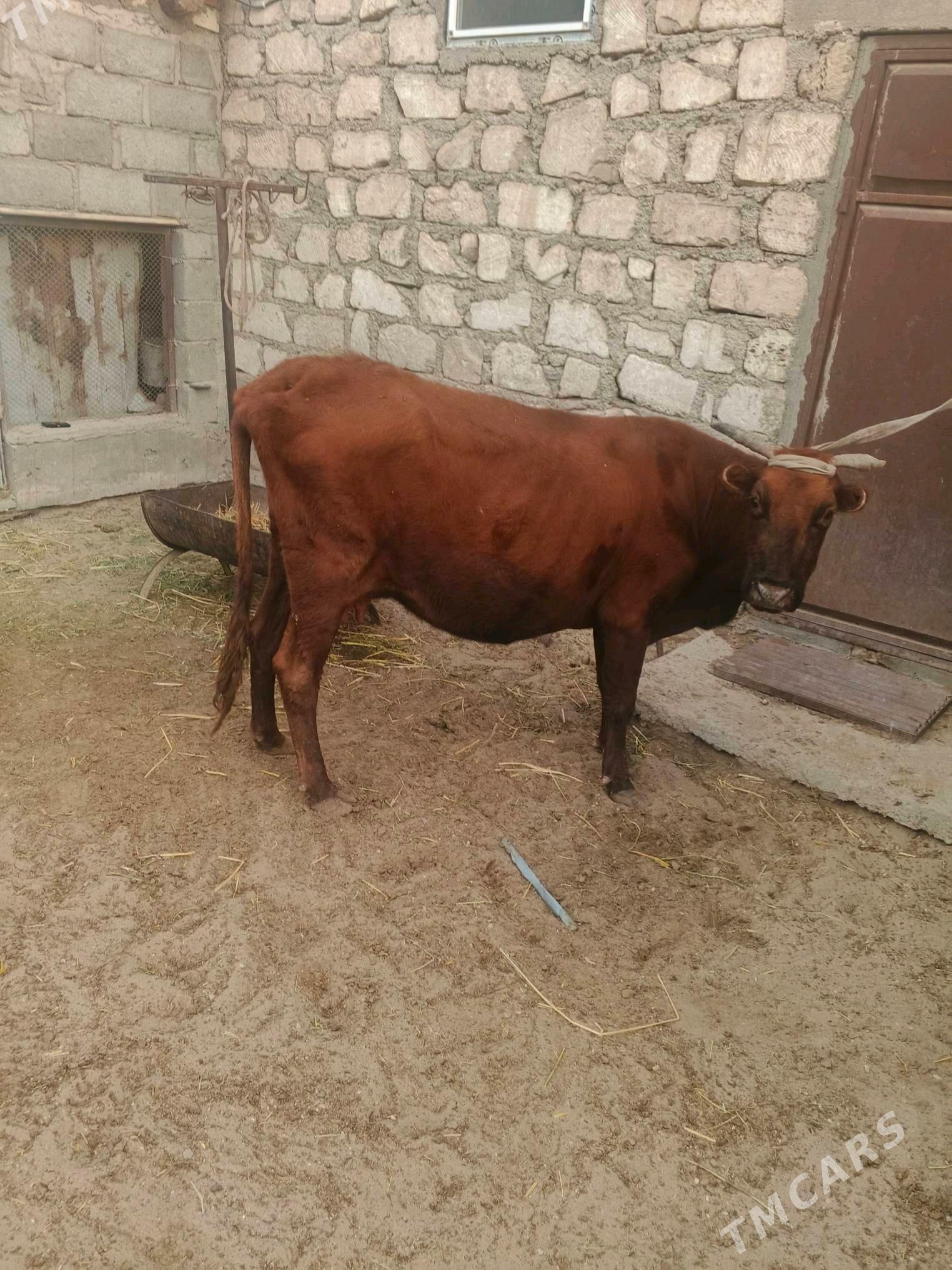 goleli sygyr - Гумдаг - img 1