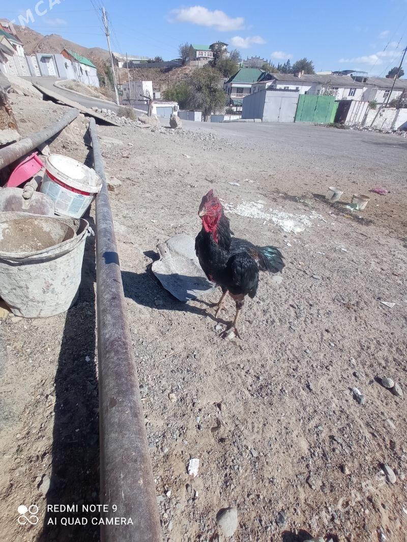 taskent Horaz - Туркменбаши - img 6