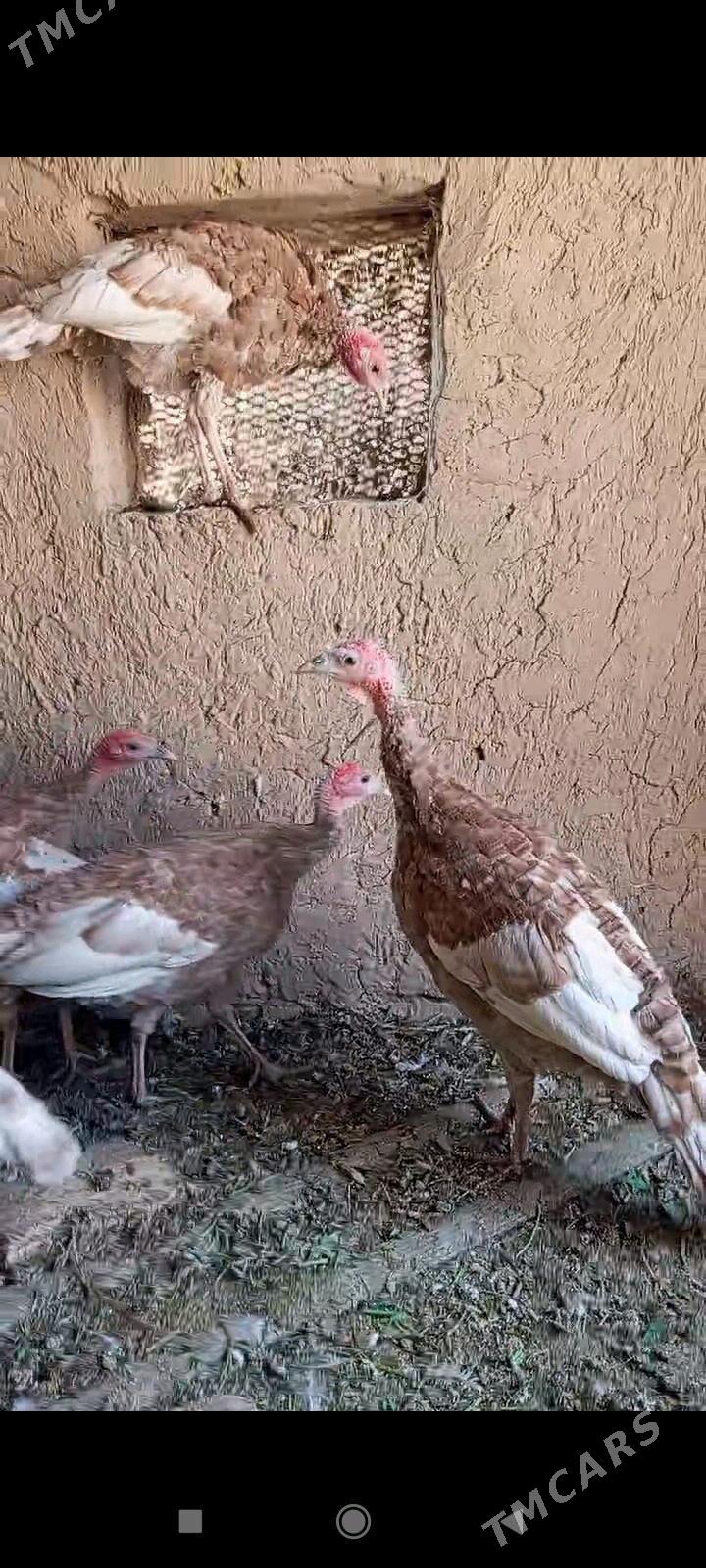 induk - Baýramaly - img 2