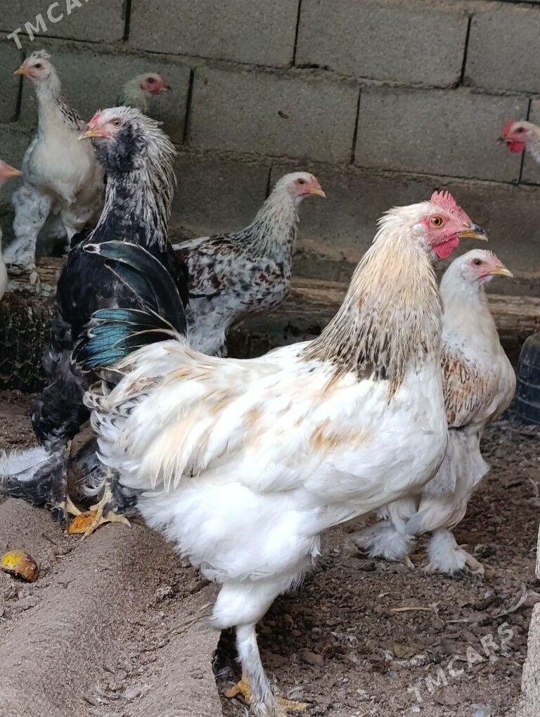 Balgar horoz - Gökdepe - img 2