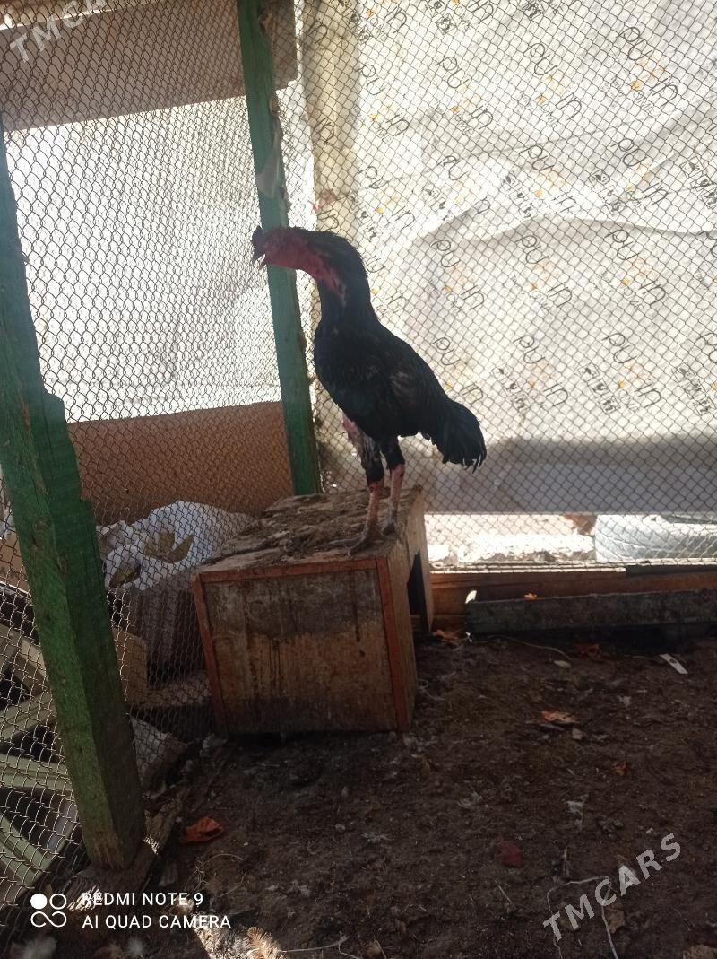 taskent Horaz - Туркменбаши - img 11