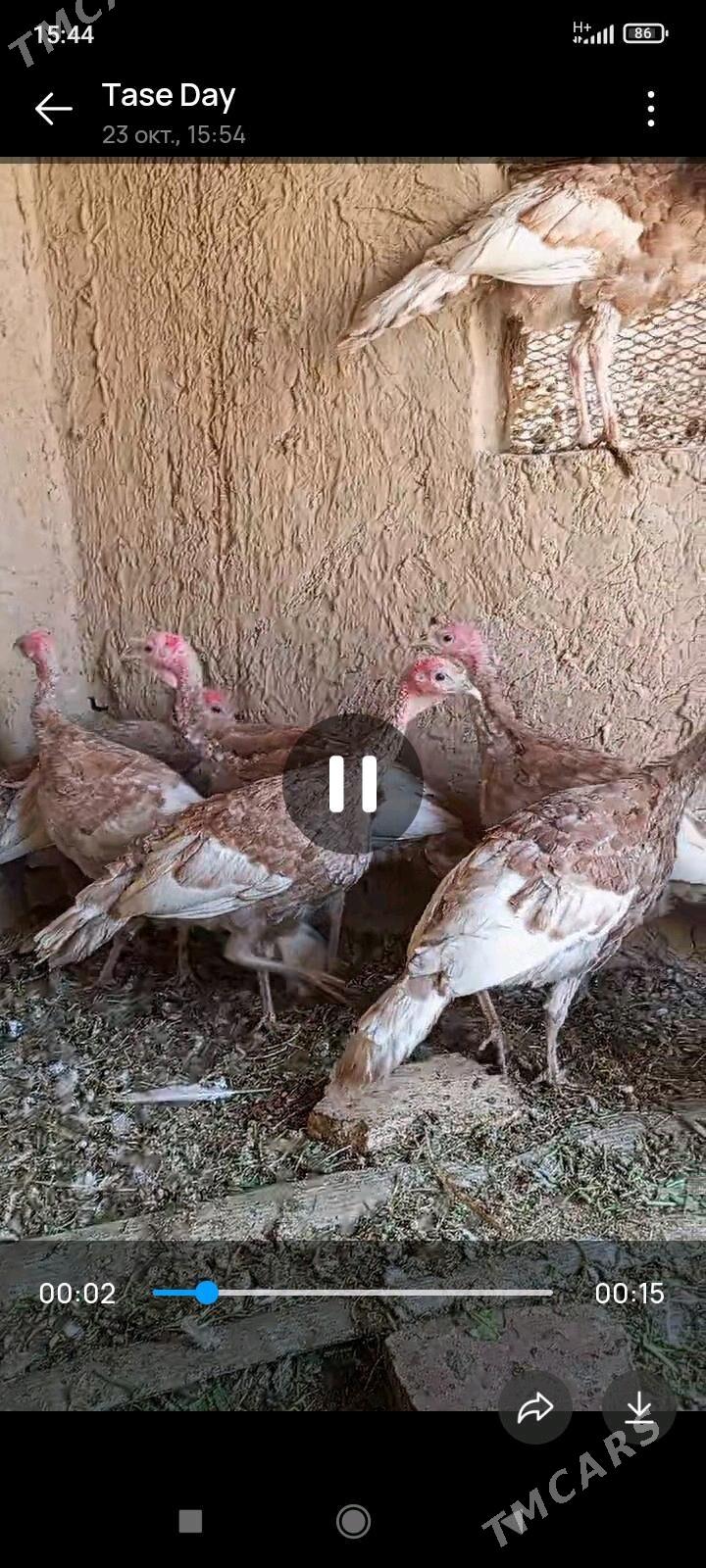 induk - Baýramaly - img 3