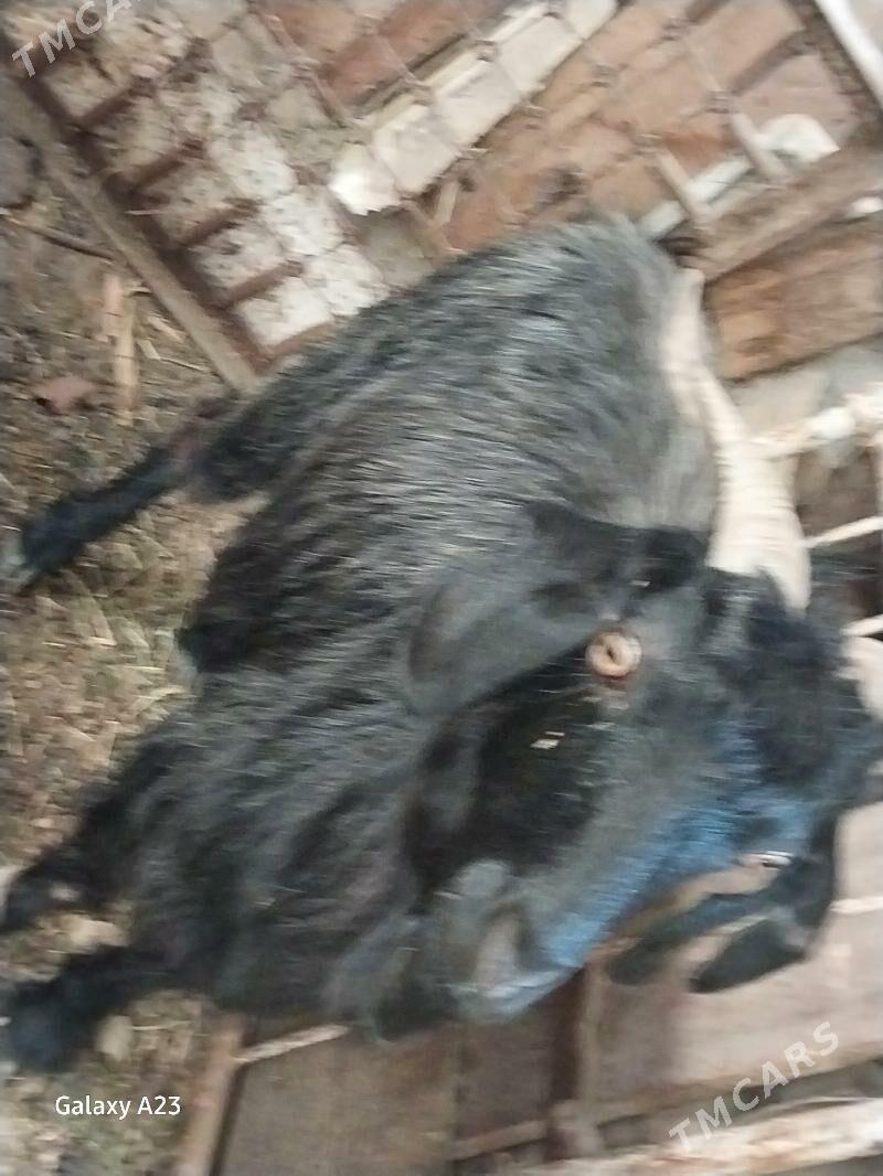 semiz geci - Кëши - img 3