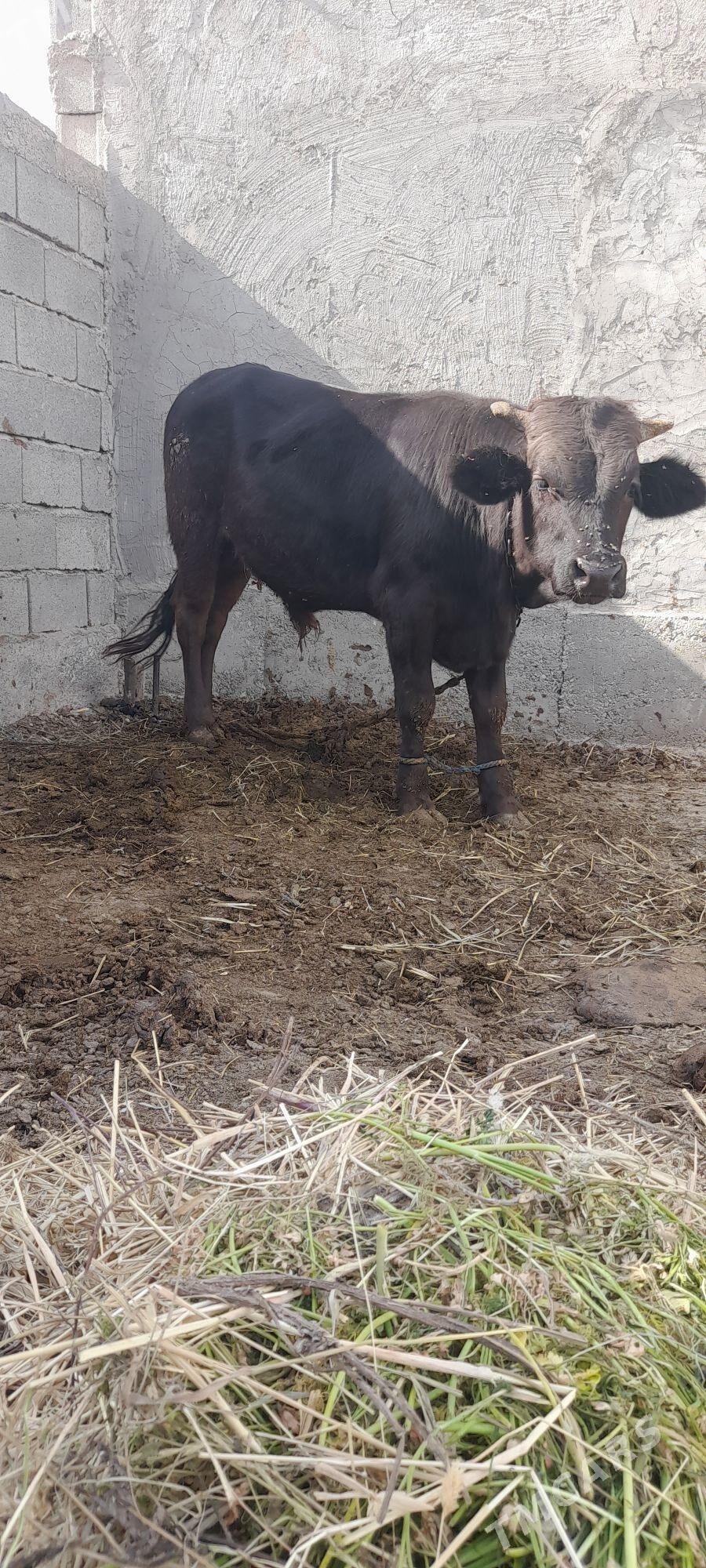 ökiz - Гёкдепе - img 2