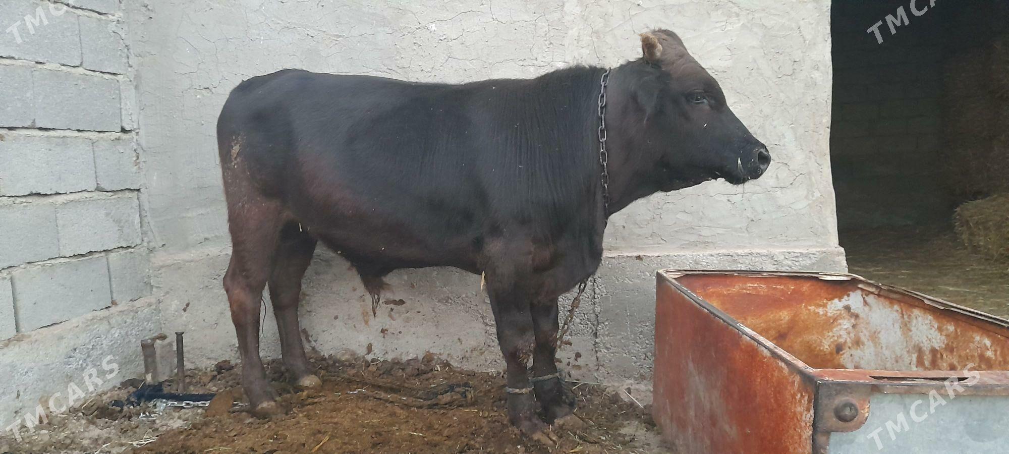 ökiz - Гёкдепе - img 3