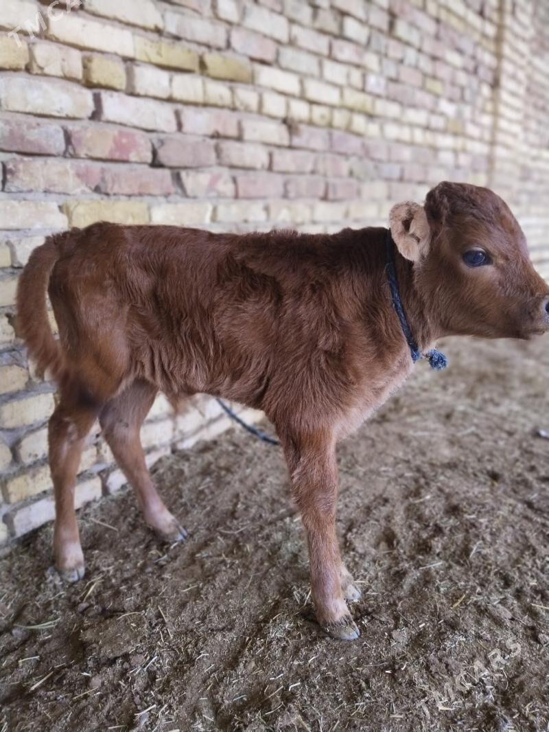 Goleli sygyr - Байрамали - img 5