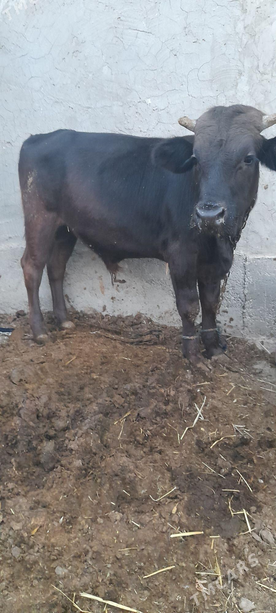 ökiz - Гёкдепе - img 4