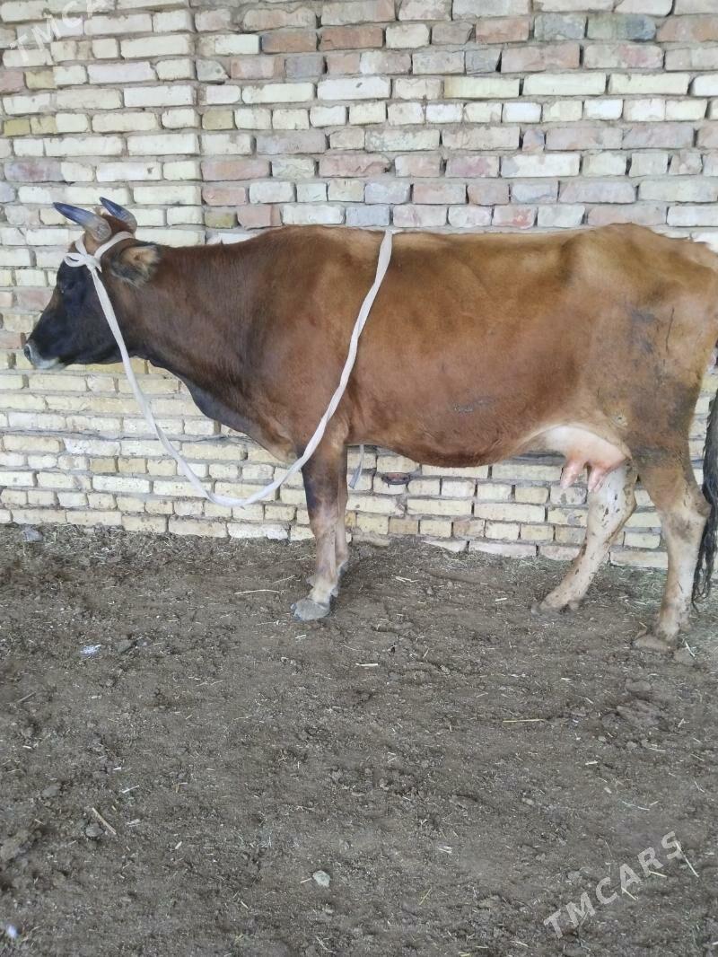 Goleli sygyr - Байрамали - img 2