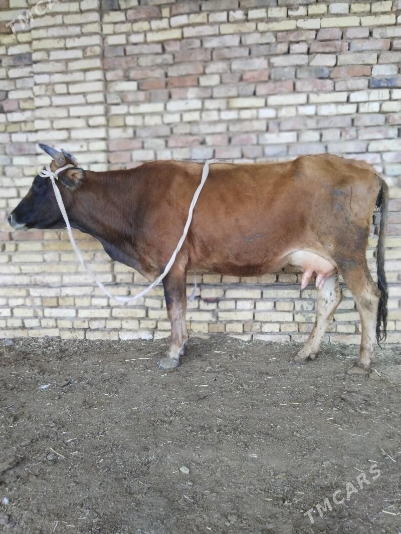 Goleli sygyr - Байрамали - img 3