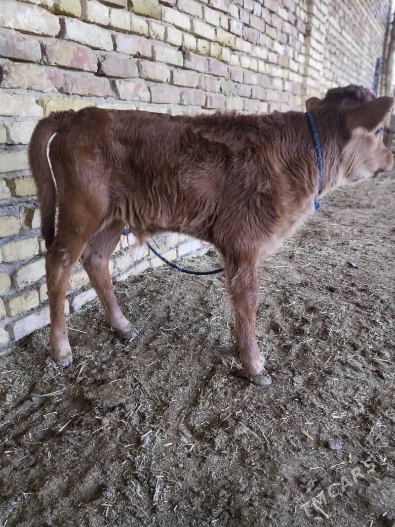 Goleli sygyr - Байрамали - img 4