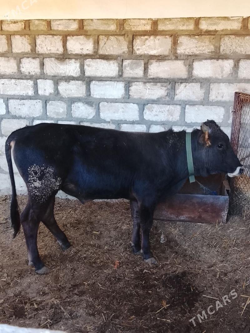 Öküz - Гызыларбат - img 1