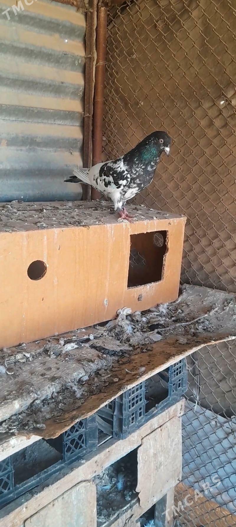 kepderi - Mary - img 6