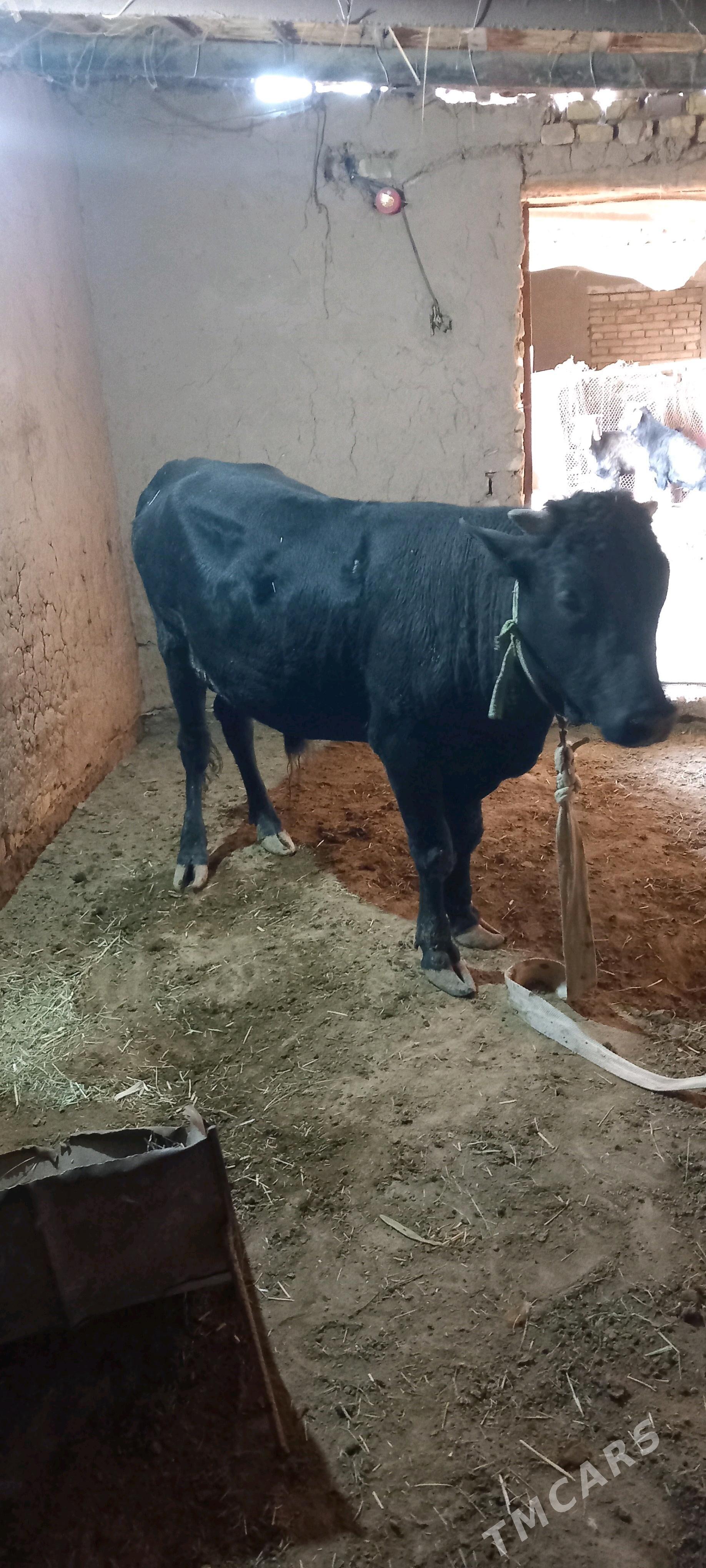 Bakylan okuz - Векильбазар - img 2