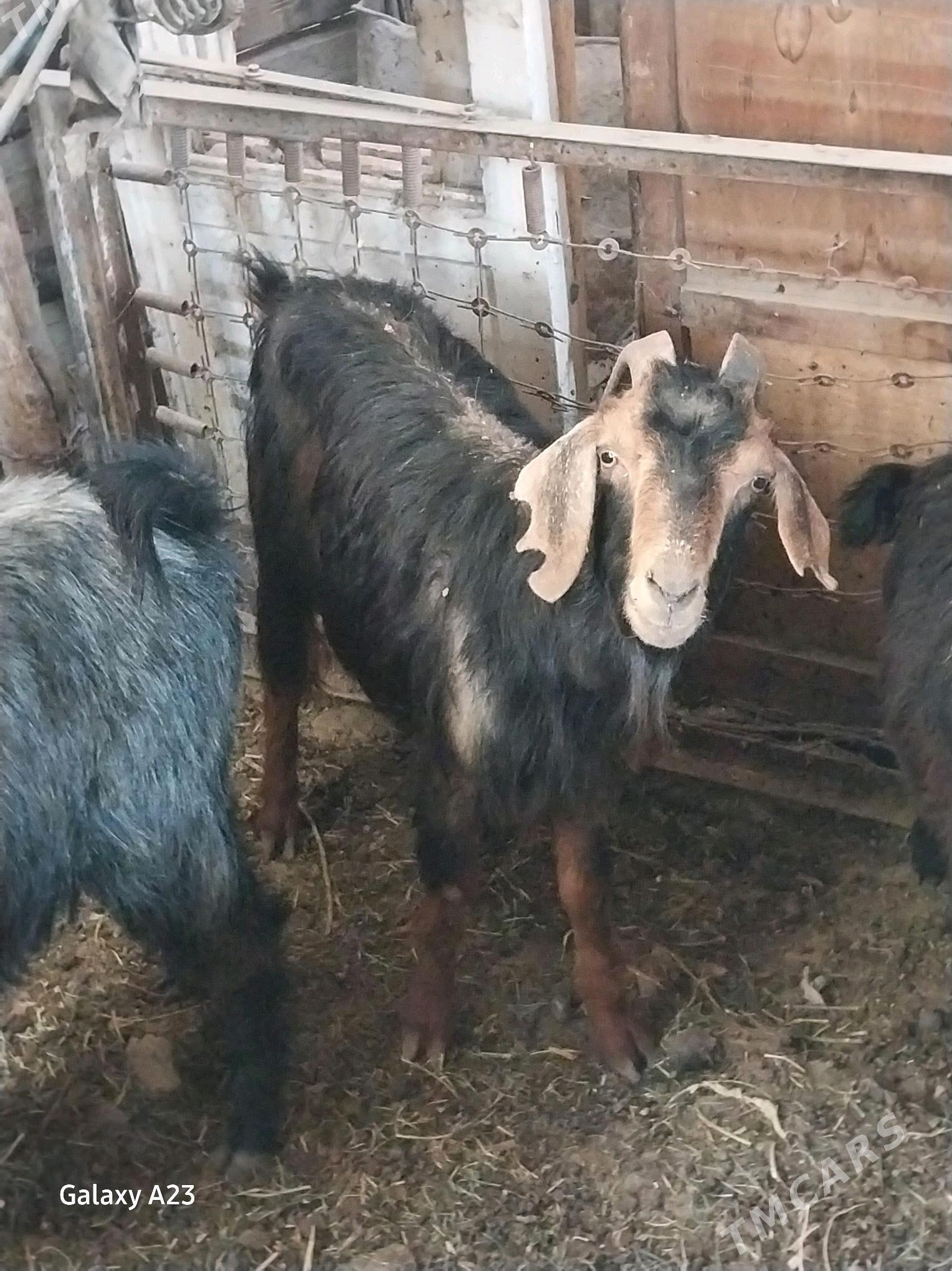 gysyr geciler - Köşi - img 1