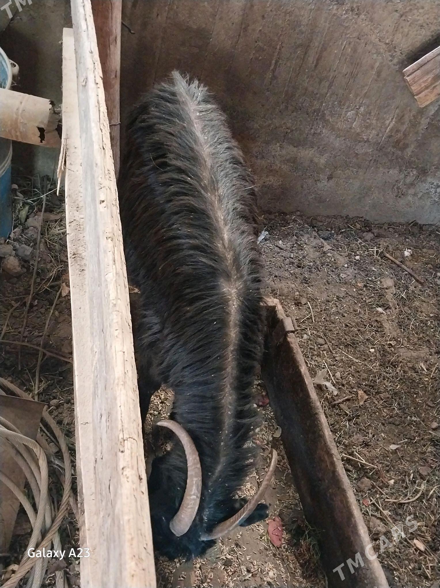 gysyr geciler - Кëши - img 4