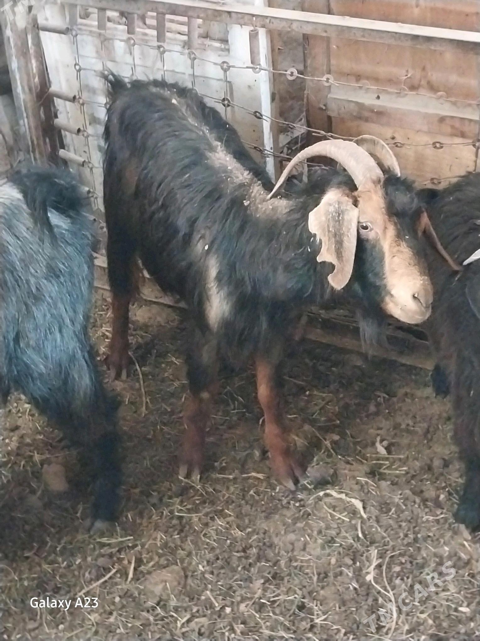 gysyr geciler - Кëши - img 2