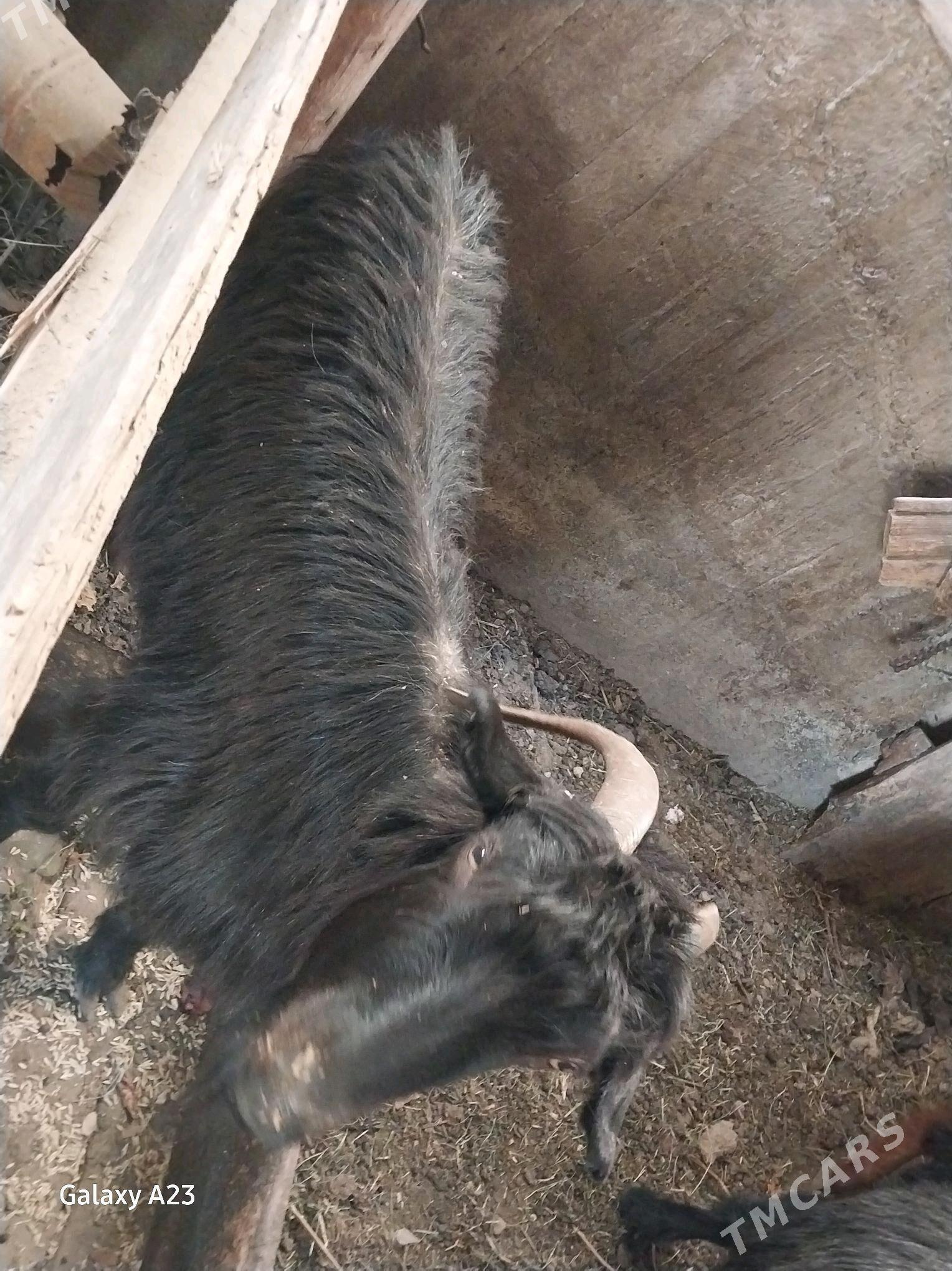 gysyr geciler - Кëши - img 3