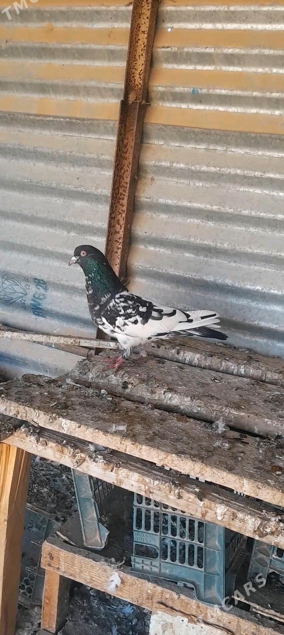 kepderi - Mary - img 2