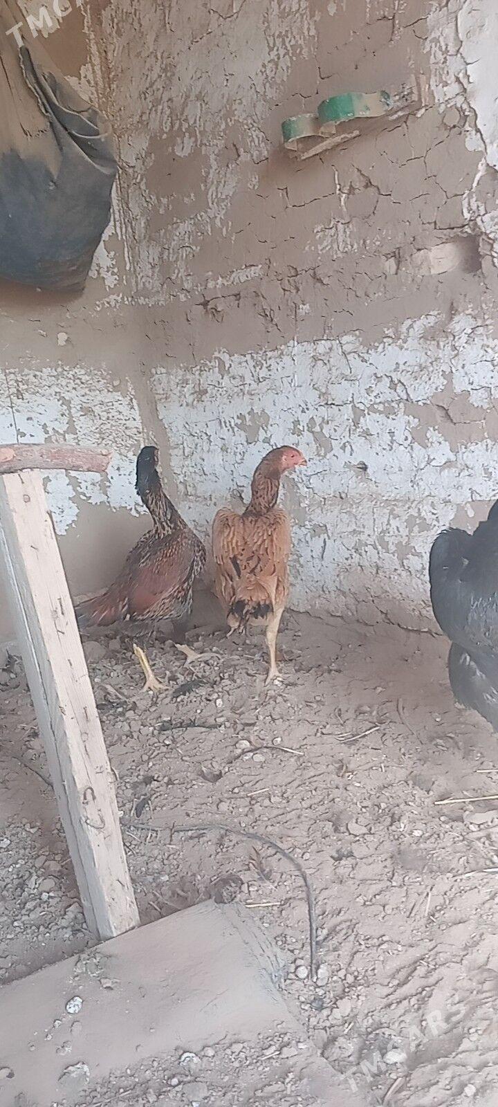 bayes towuk. - Wekilbazar - img 5