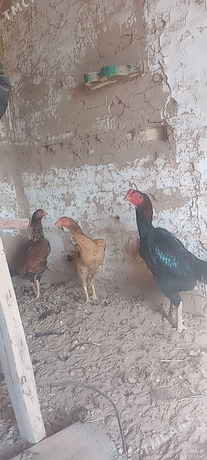 bayes towuk. - Wekilbazar - img 2