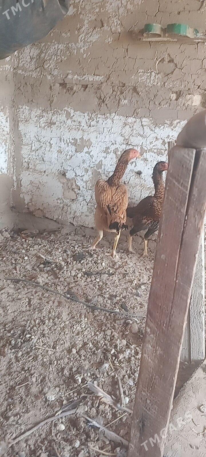 bayes towuk. - Wekilbazar - img 6