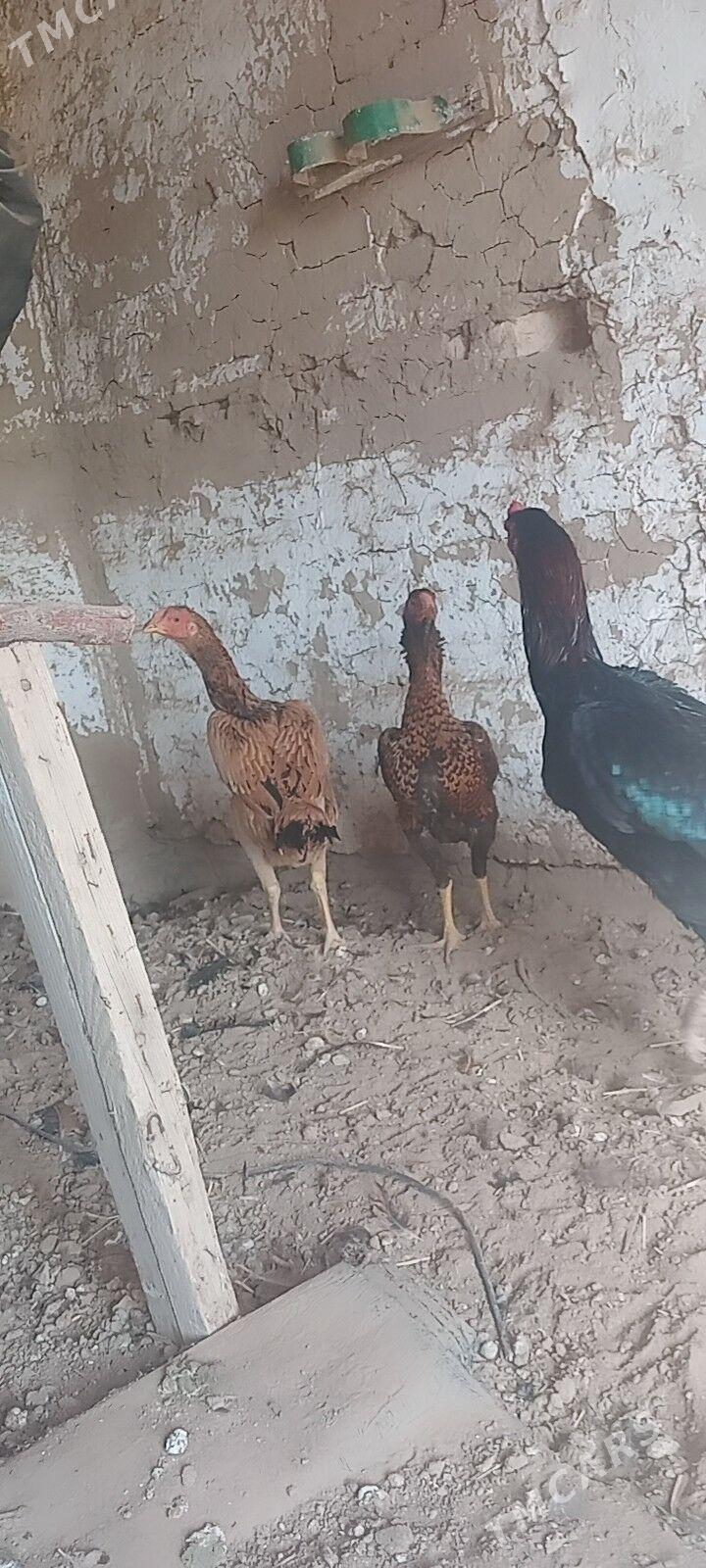 bayes towuk. - Wekilbazar - img 3