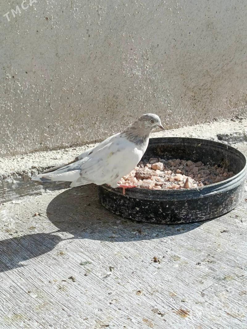 kepderi - Хитровка - img 2