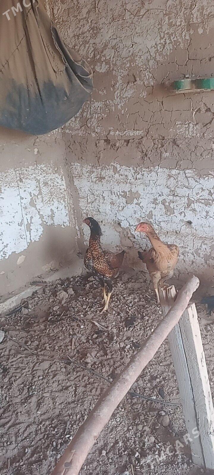 bayes towuk. - Wekilbazar - img 1