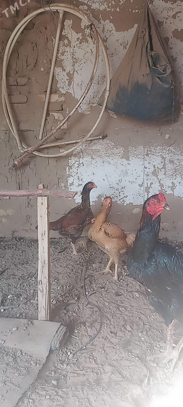 bayes towuk. - Wekilbazar - img 4