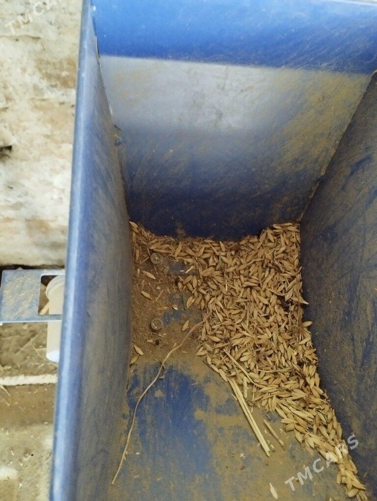 arpa uweyan ustanok - Бузмеин - img 8