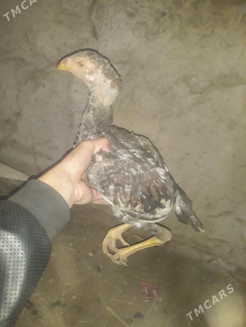 paroda - Şabat etr. - img 1