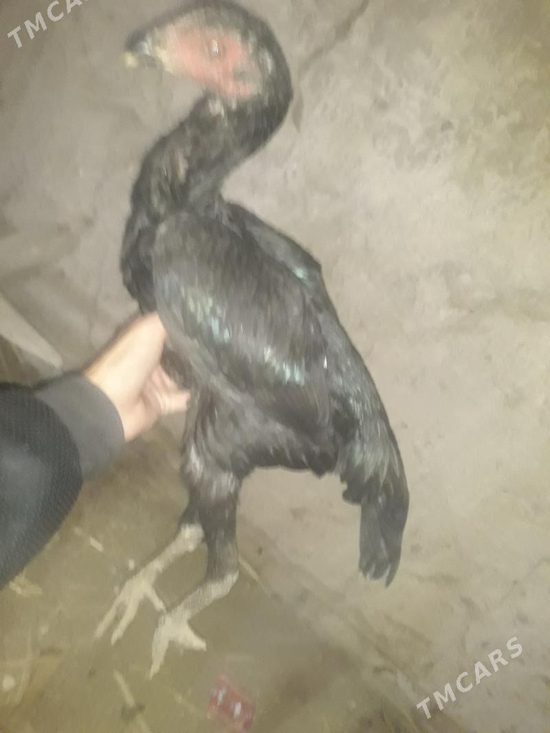 paroda - Şabat etr. - img 2