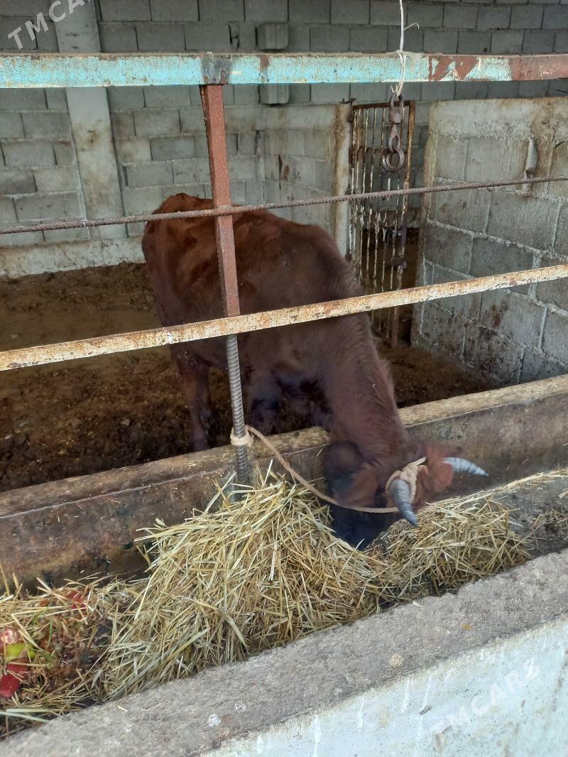 okuz - Гёкдепе - img 2