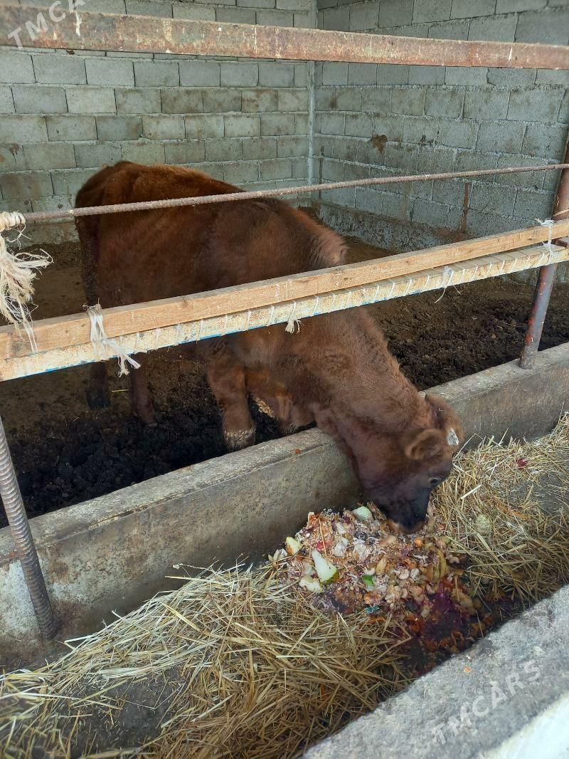 okuz - Гёкдепе - img 1