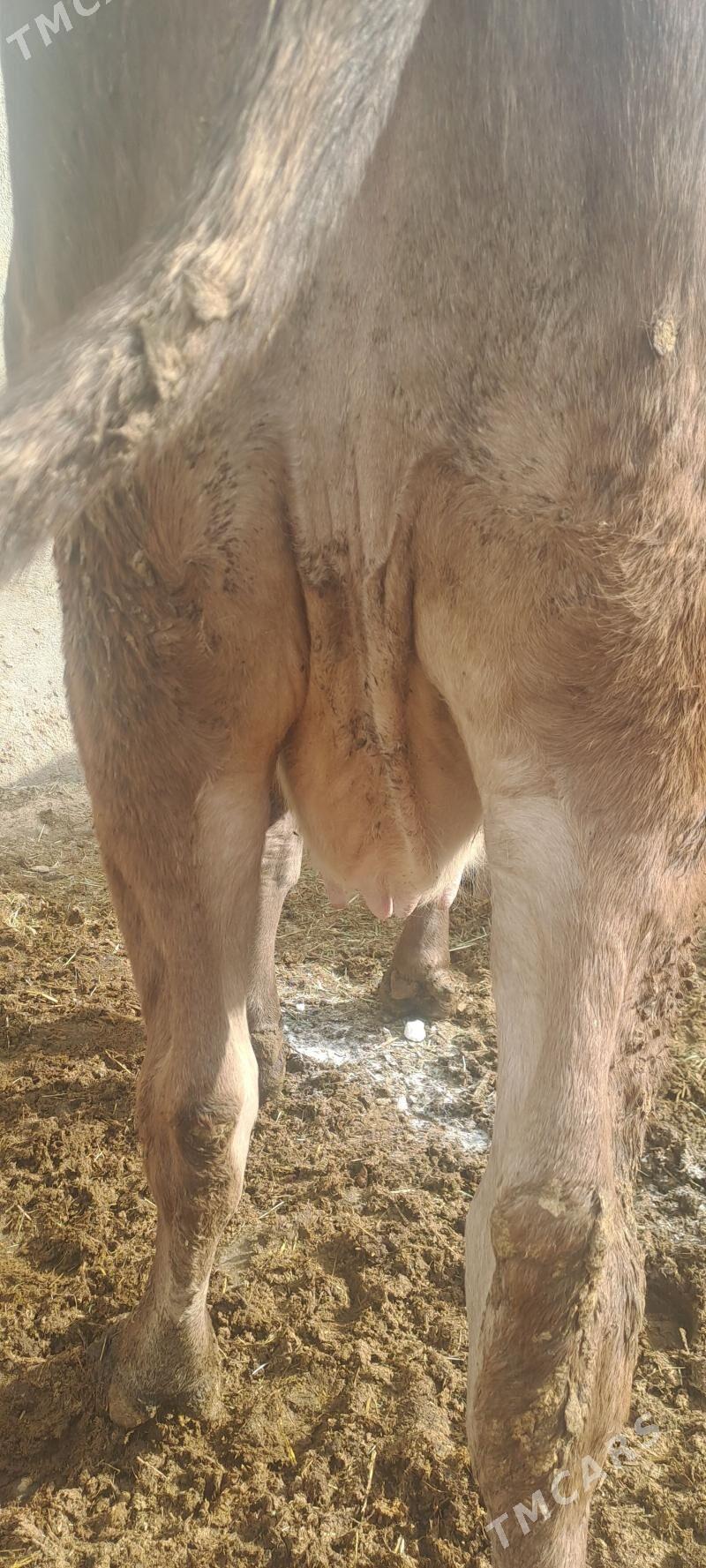 SYGYR - Бахарден - img 3