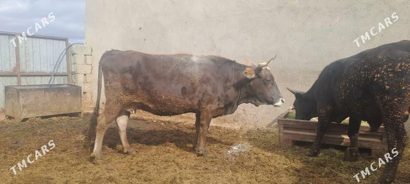 SYGYR - Бахарден - img 2