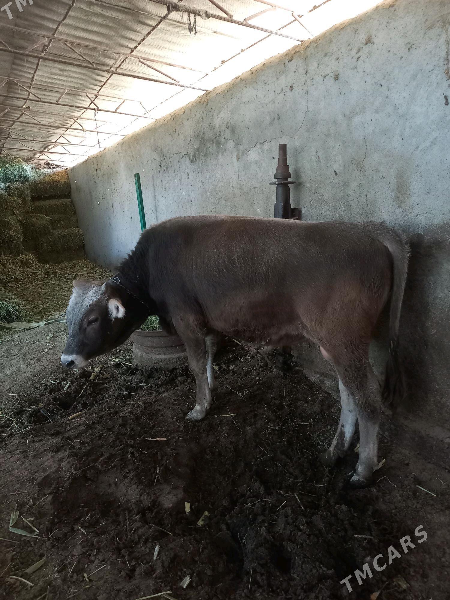 okuz - Ак-Бугдайский этрап - img 1