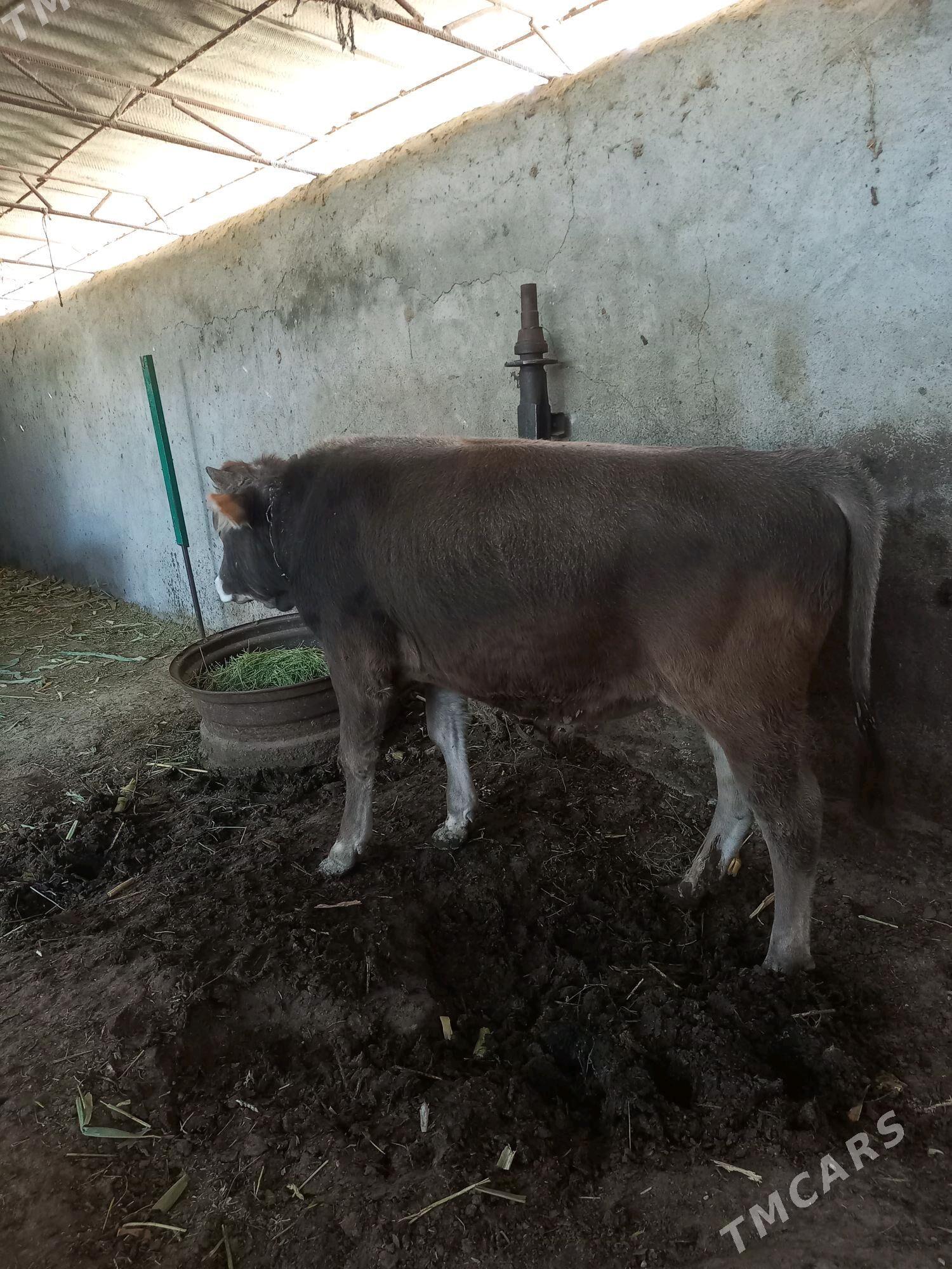 okuz - Ак-Бугдайский этрап - img 2