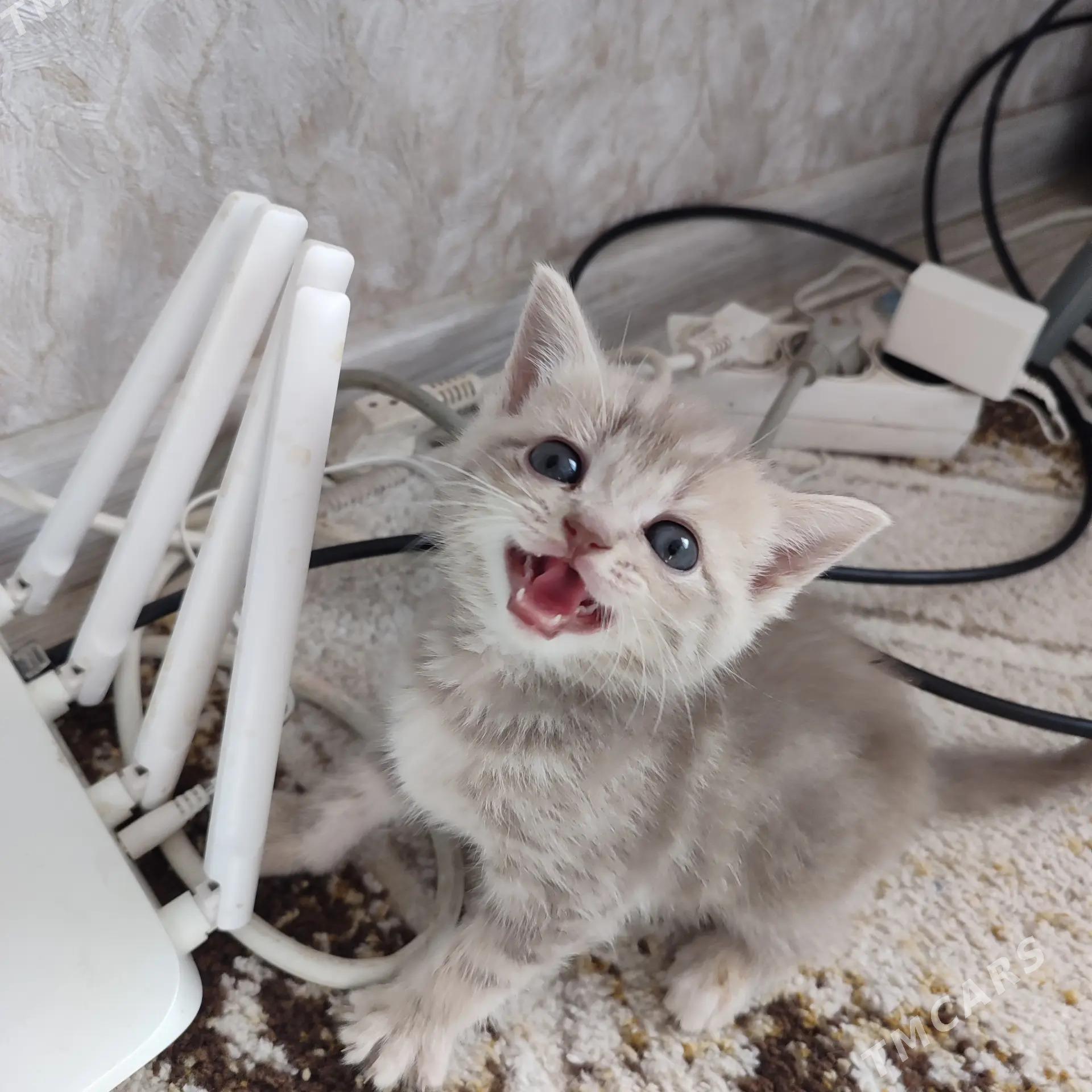 котята шотландцы - Балканабат - img 5