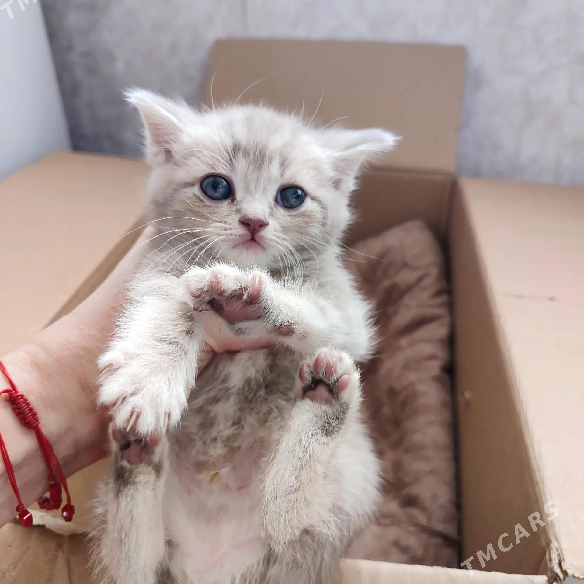 котята шотландцы - Балканабат - img 3