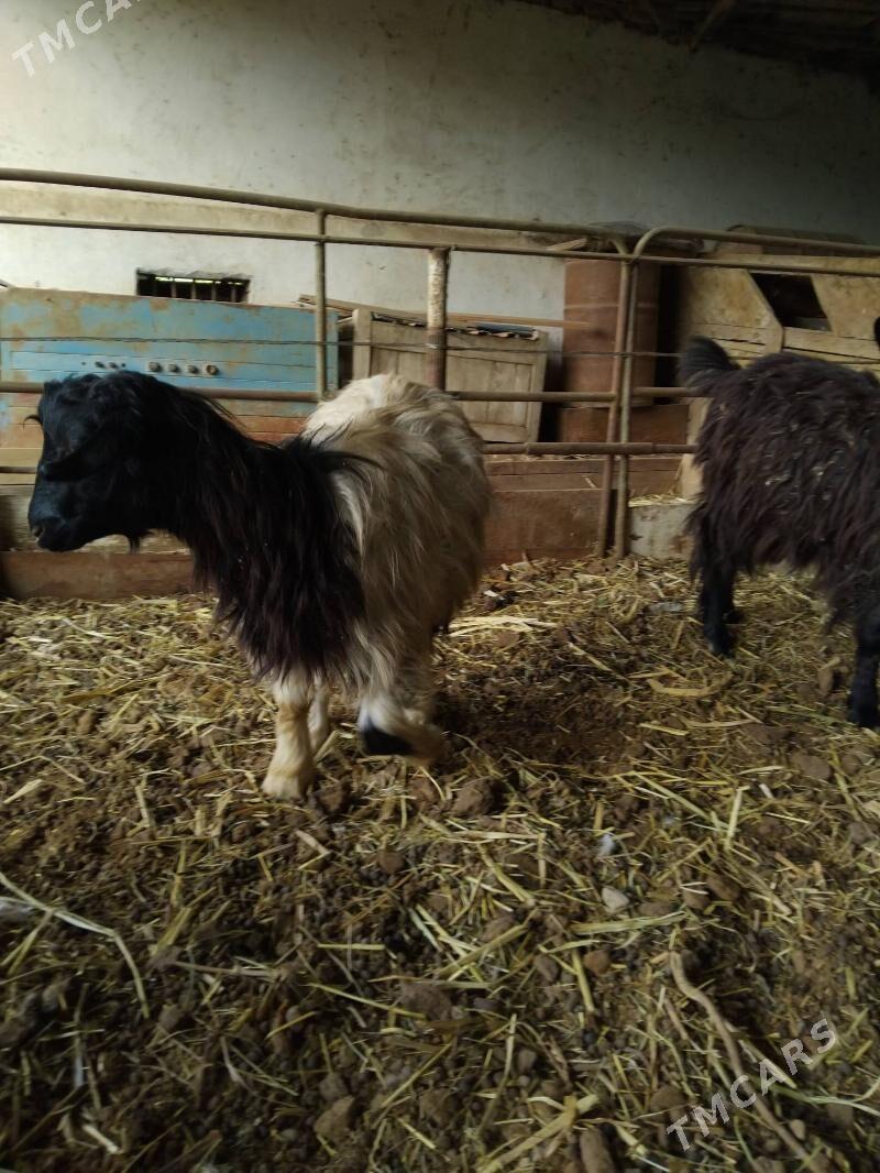 geci - Чарджоу - img 2