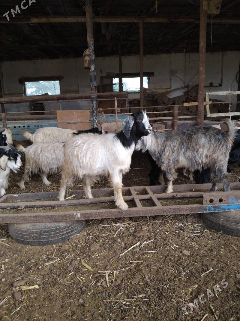 geci - Чарджоу - img 3