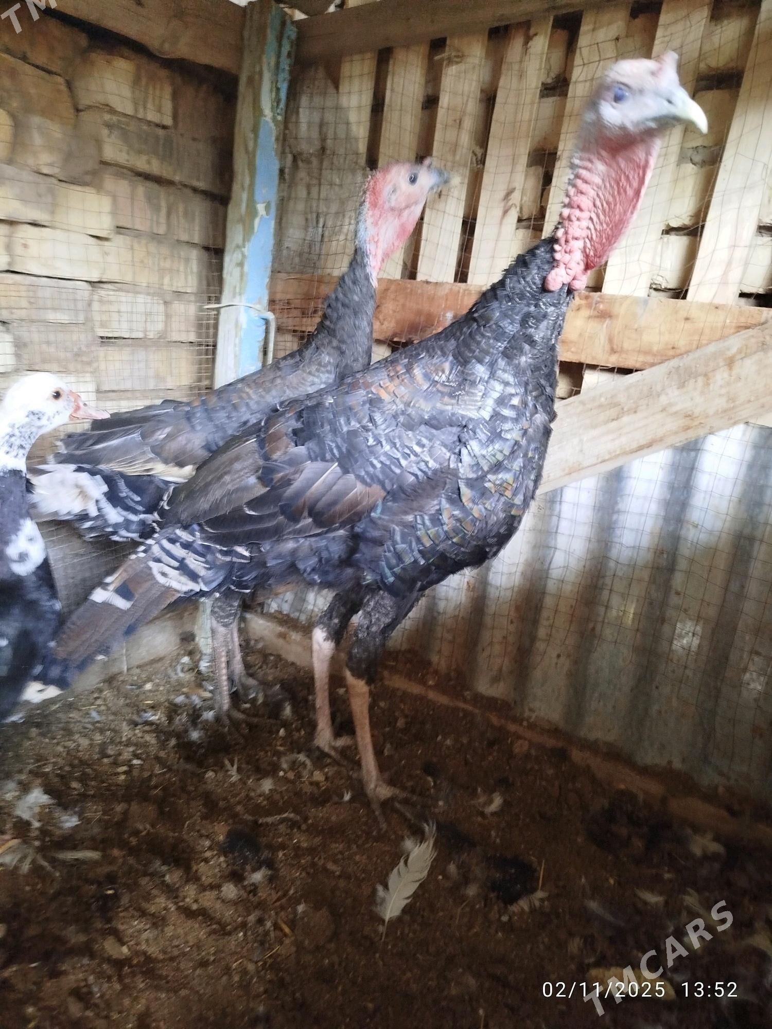 induk - Wekilbazar - img 1