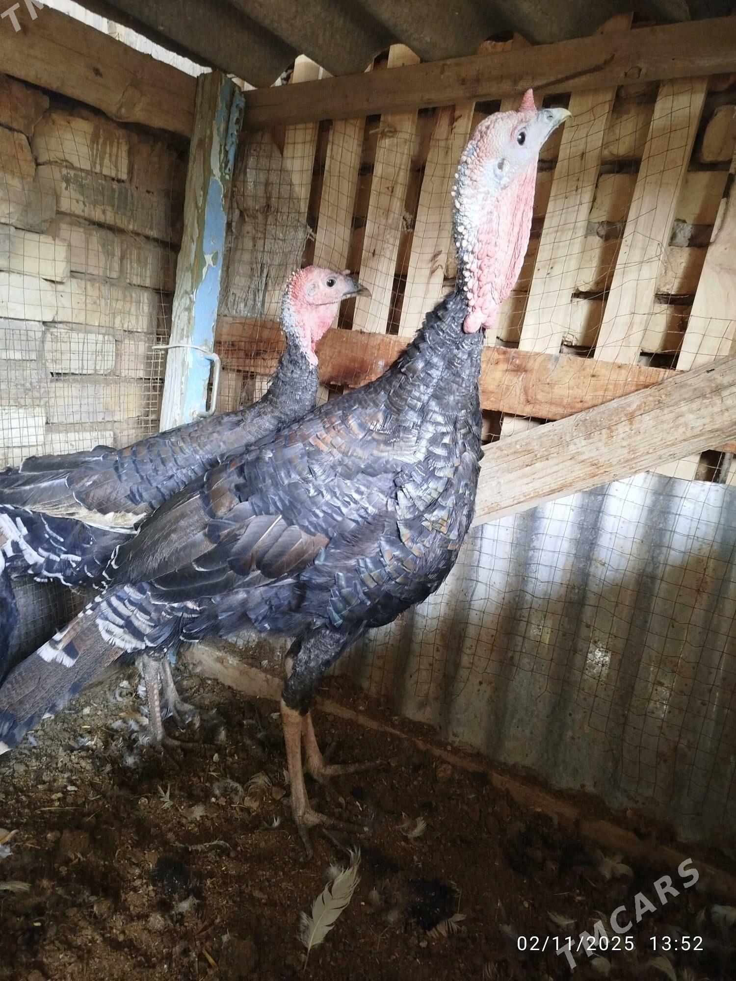 induk - Wekilbazar - img 3