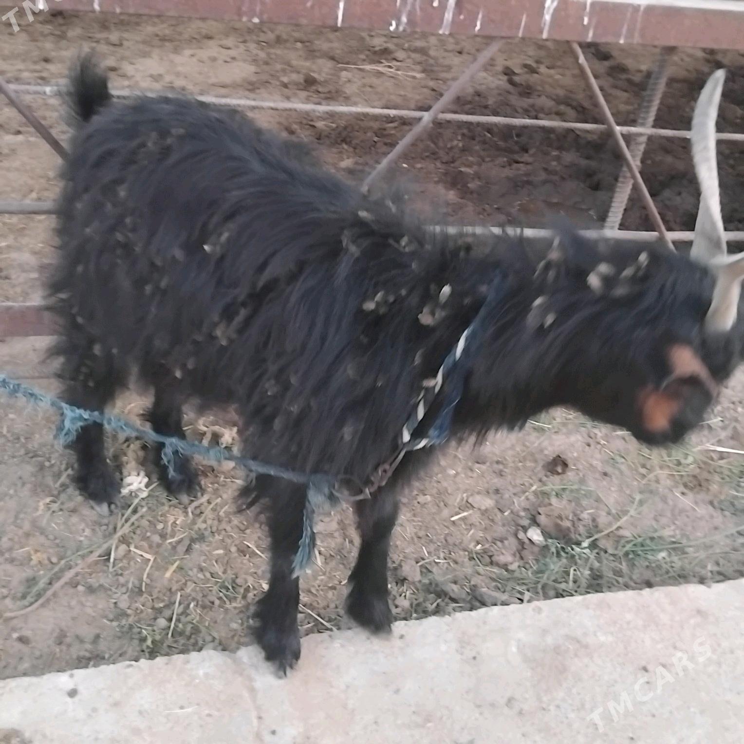 geji - Wekilbazar - img 2