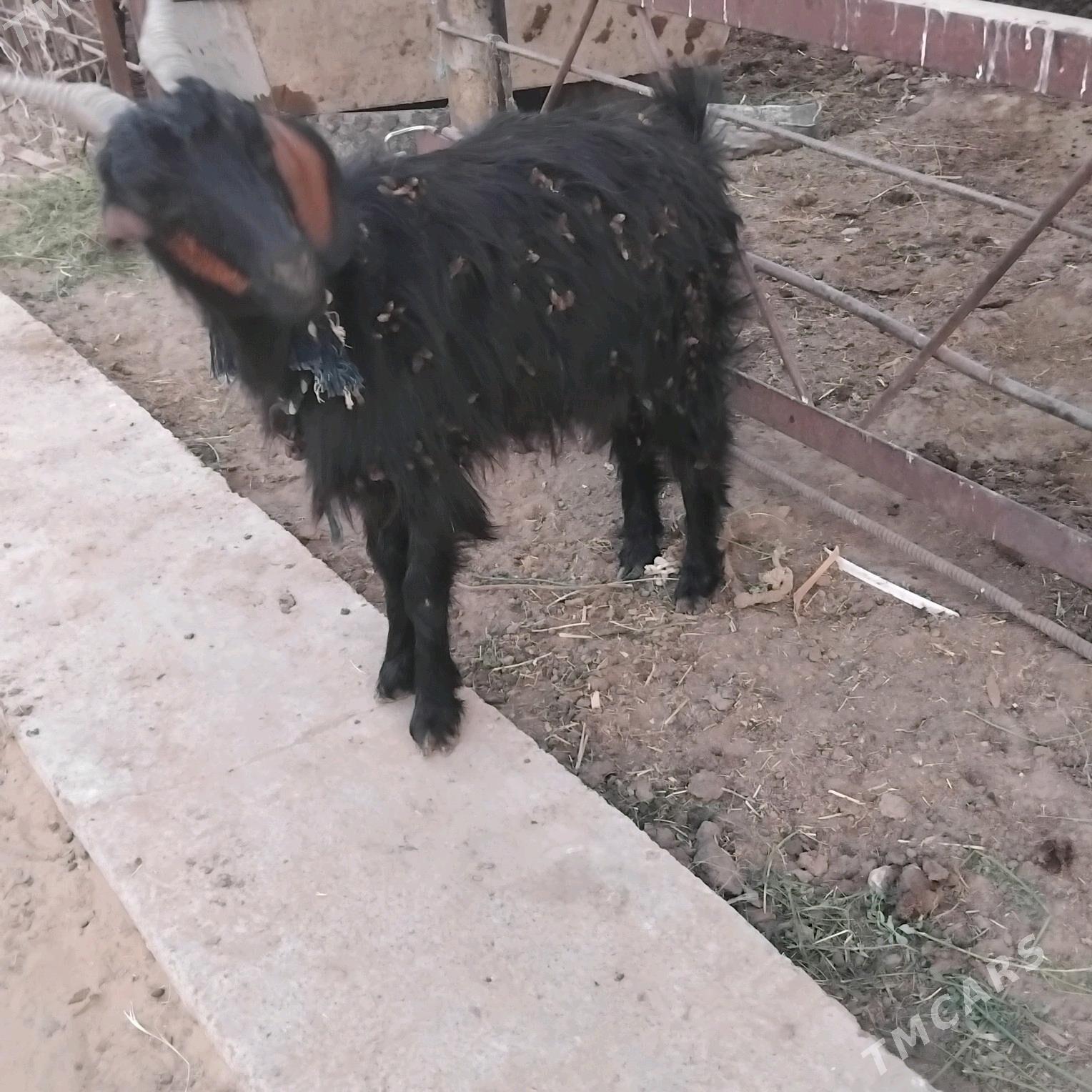 geji - Wekilbazar - img 4