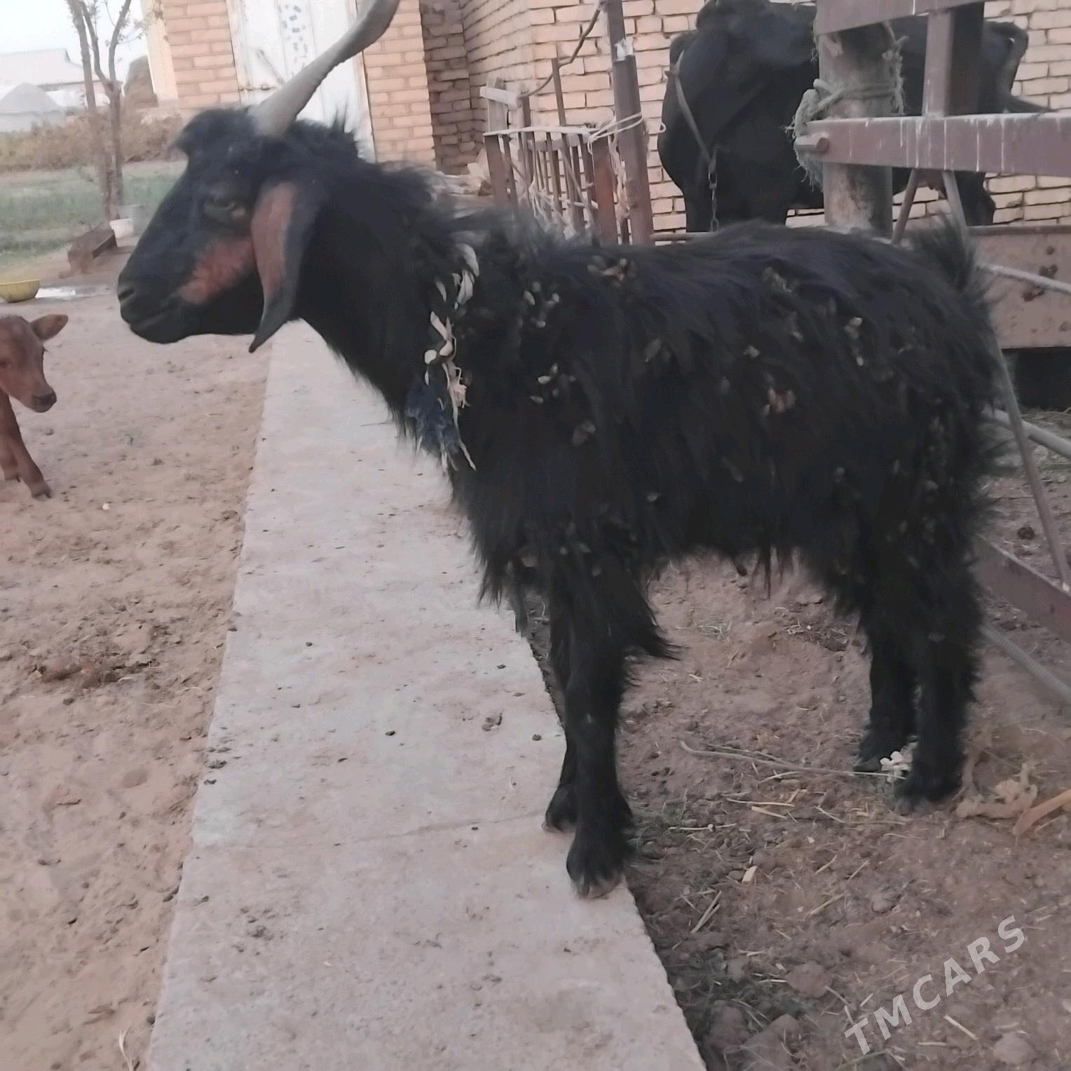 geji - Wekilbazar - img 3